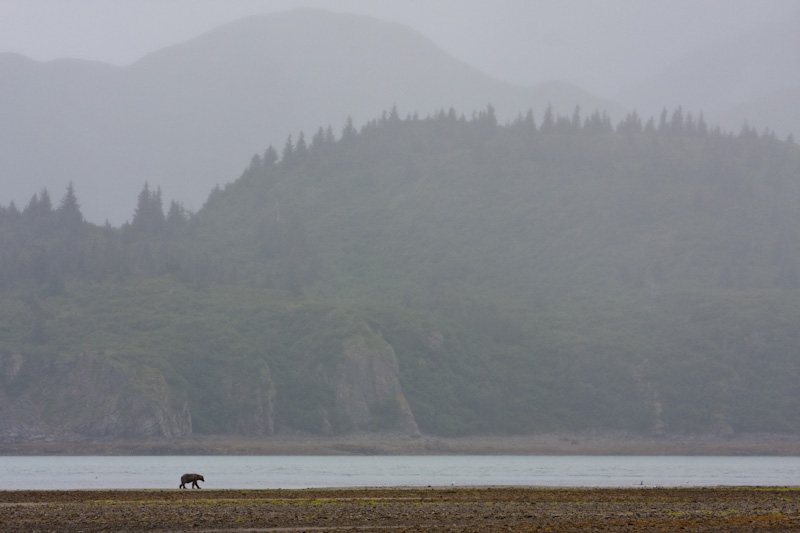 Grizzly Bear On Tidal Flat